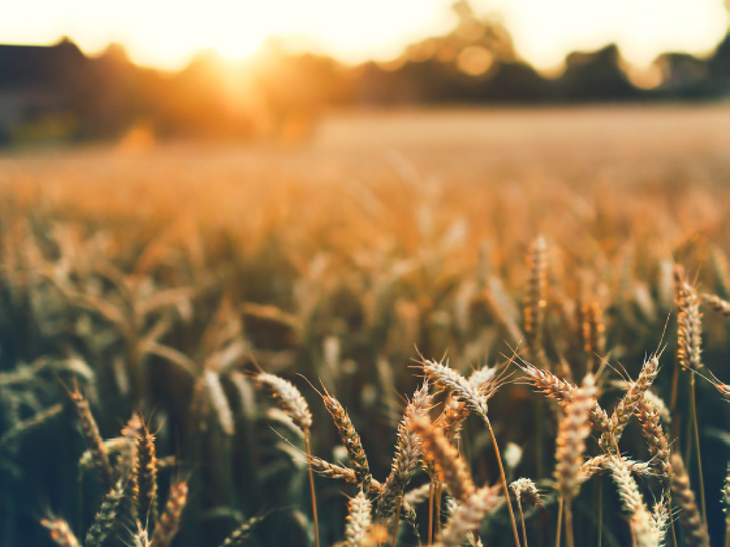 Kansas Wheat Field